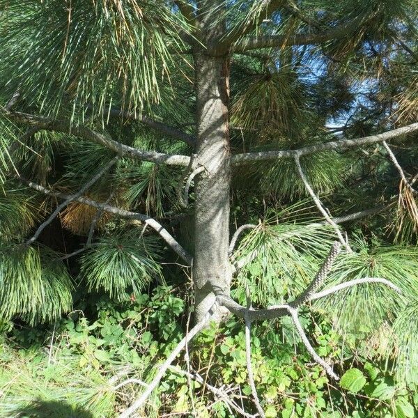 Pinus jeffreyi عادت داشتن