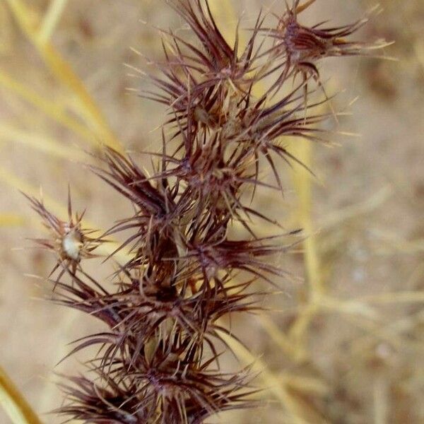 Cenchrus biflorus Fruit