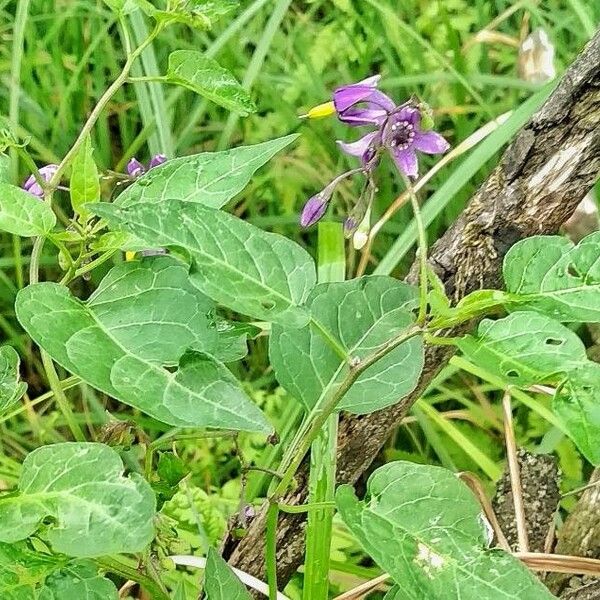 Solanum dulcamara Habit