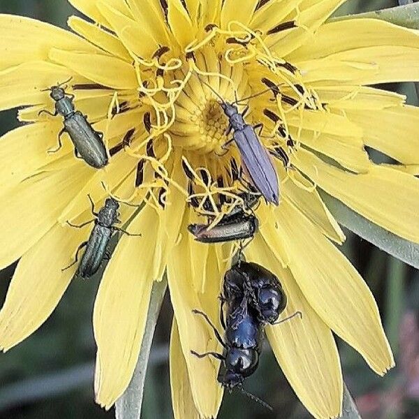 Tragopogon pratensis പുഷ്പം