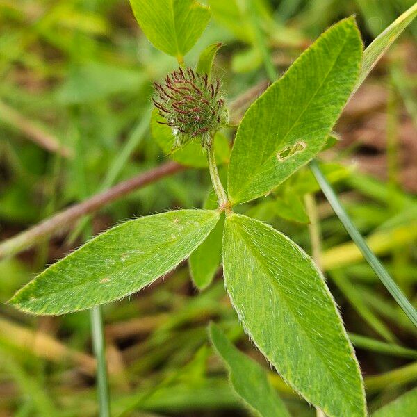 Trifolium medium Folha