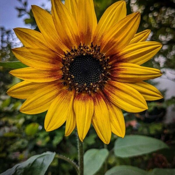 Helianthus debilis Žiedas