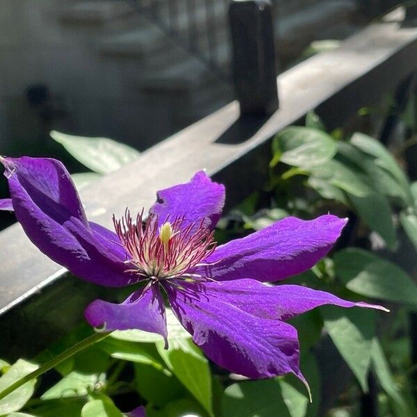 Clematis viticella Fiore