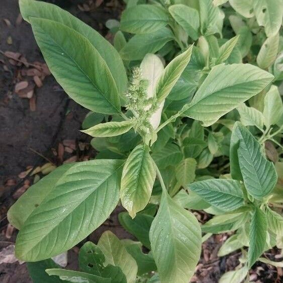 Amaranthus spinosus 葉