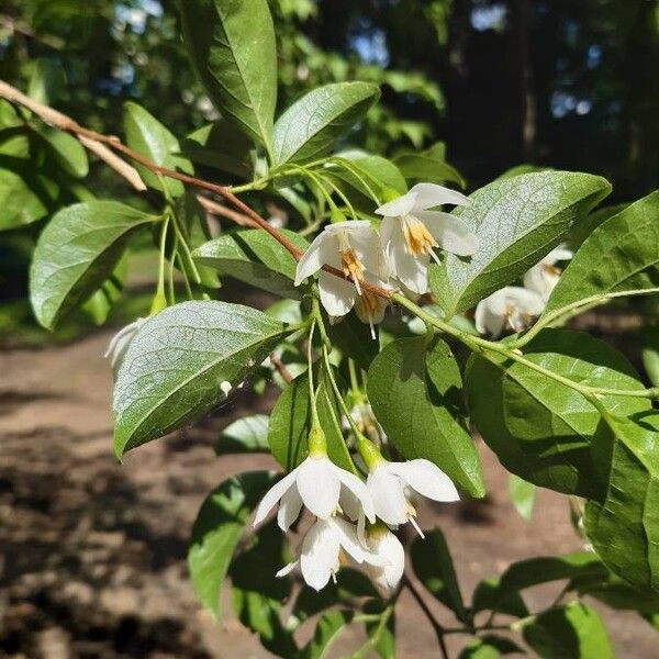 Styrax japonicus Blüte