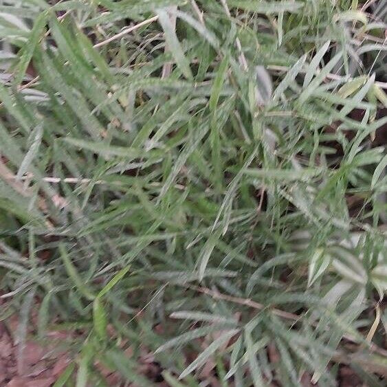 Asparagus falcatus Leaf