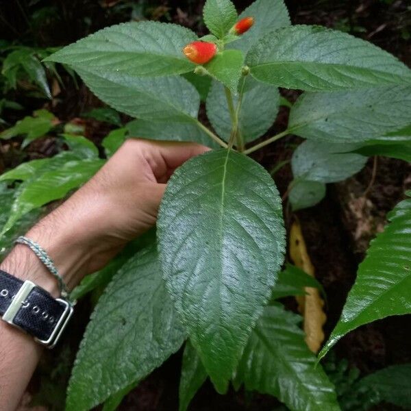 Kohleria tubiflora Leaf