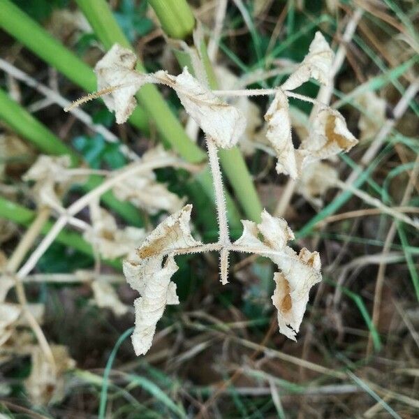 Opopanax chironium Leaf