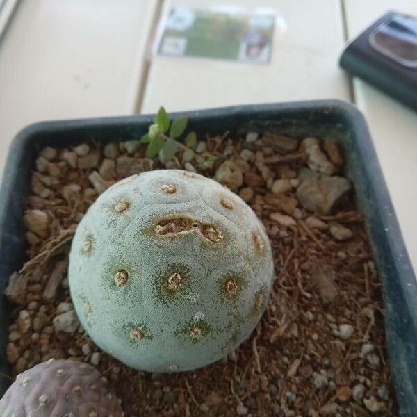 Tephrocactus alexanderi Liść