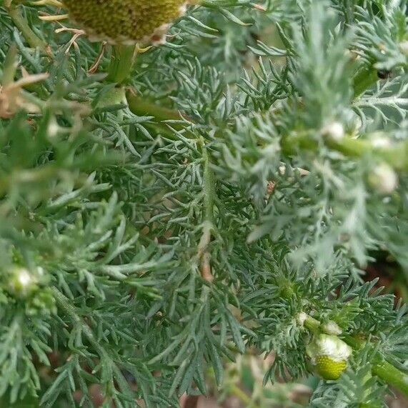 Matricaria discoidea Folla