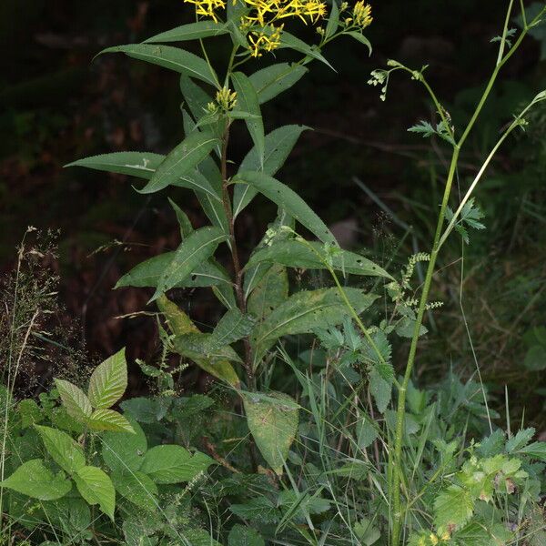 Senecio ovatus Elinympäristö