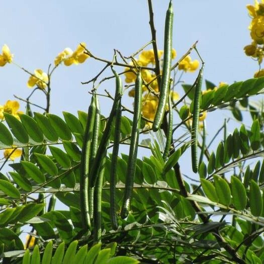 Senna spectabilis ফল