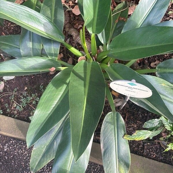 Philodendron martianum Leaf