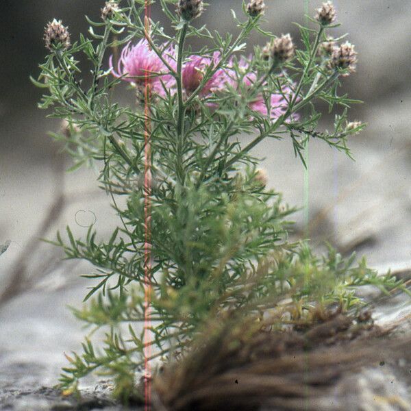 Centaurea corymbosa Hábito