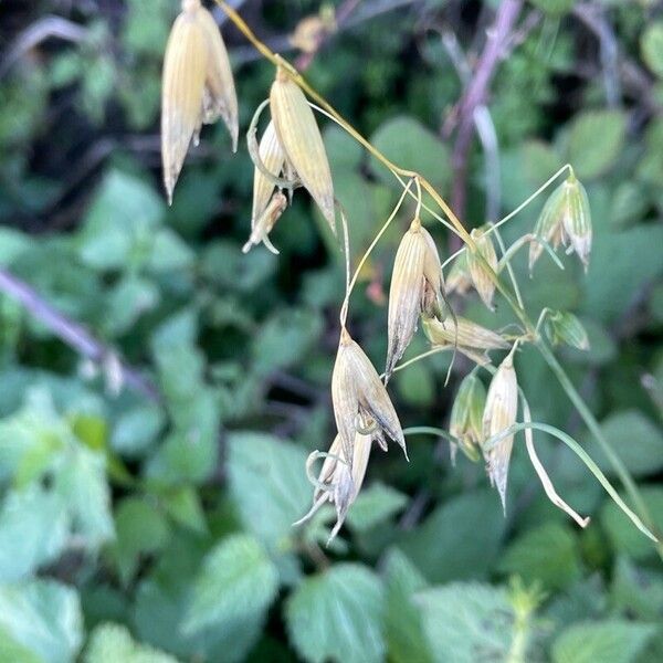 Avena sativa Feuille