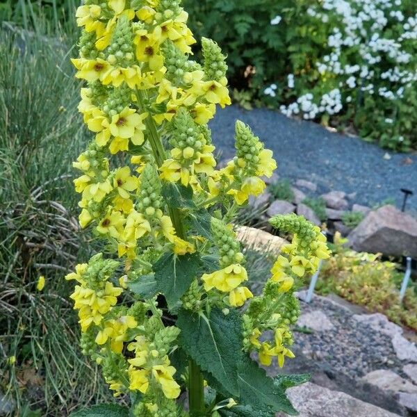 Verbascum virgatum Цвят