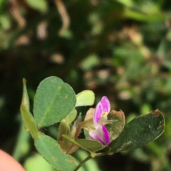 Grona triflora Çiçek