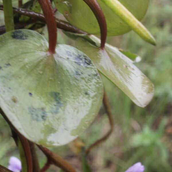 Heteranthera limosa Плід