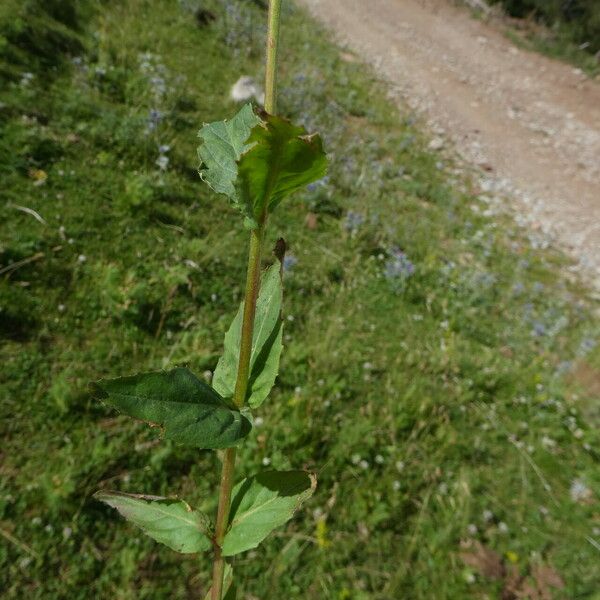 Epilobium montanum Escorça