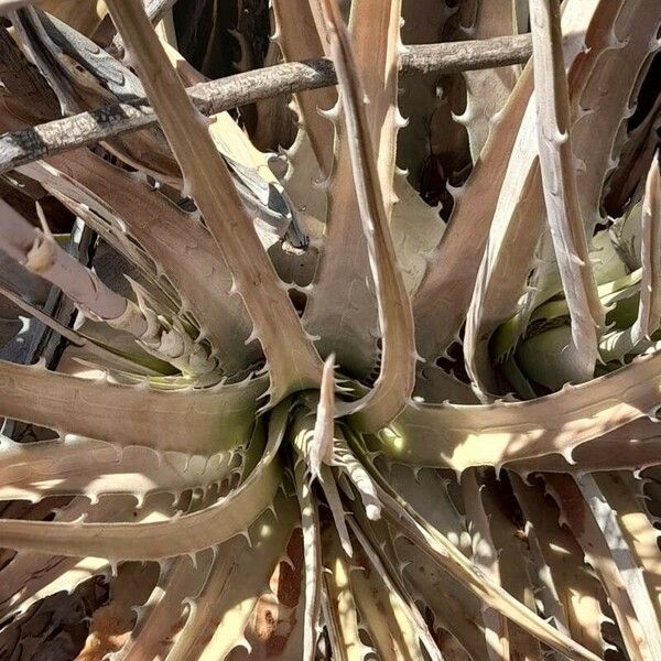 Dyckia floribunda Лист