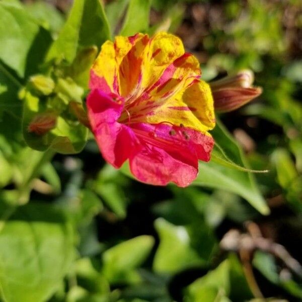 Mirabilis jalapa Bloem