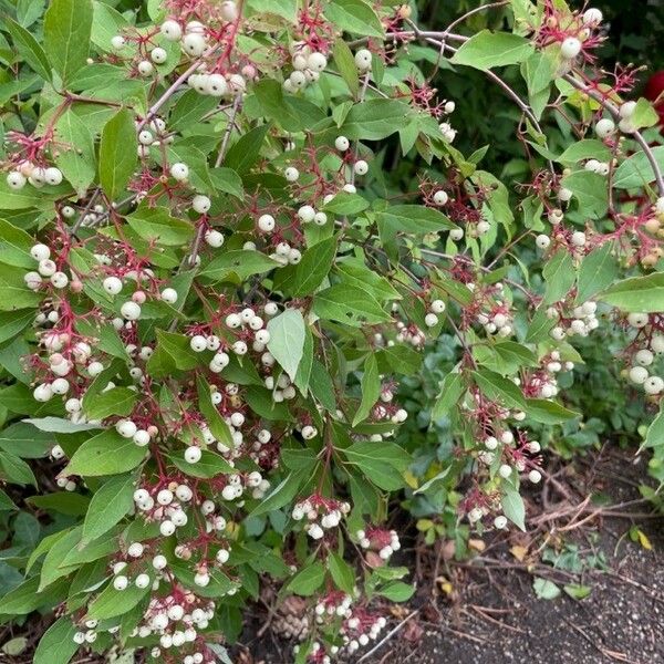 Cornus racemosa Hedelmä