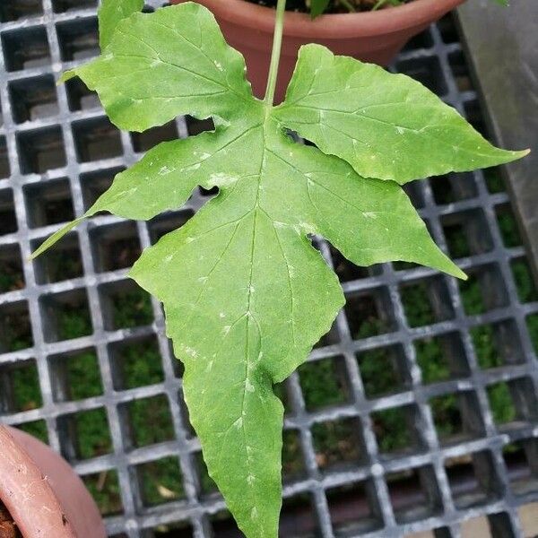 Dorstenia contrajerva Folha