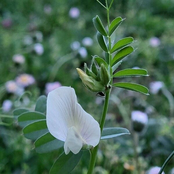 Vicia grandiflora Λουλούδι