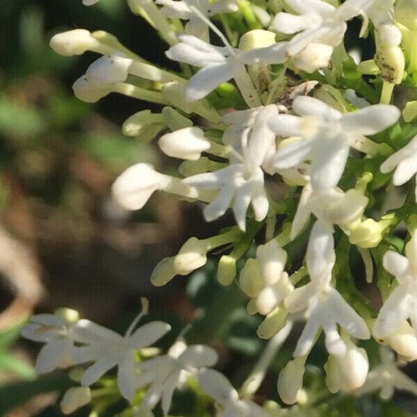 Centranthus ruber Flower