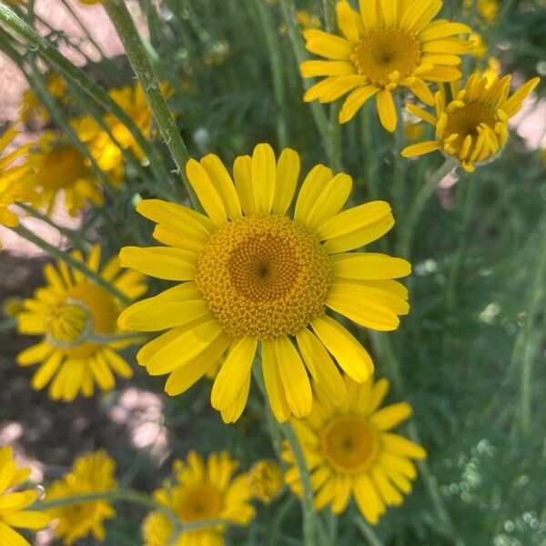 Cota tinctoria Fiore