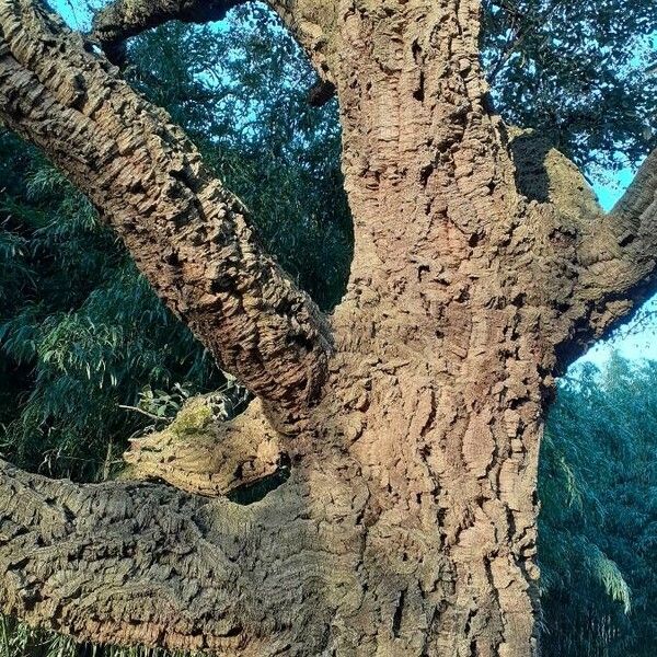 Quercus suber 樹皮