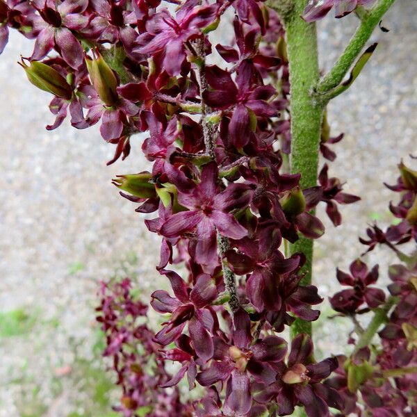 Veratrum nigrum Çiçek