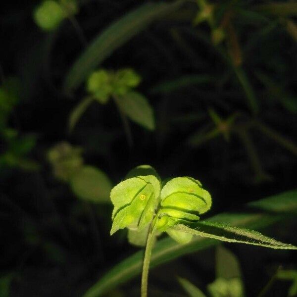 Delilia biflora Blomst