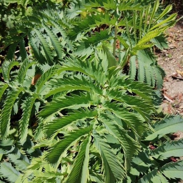 Melianthus major Leaf