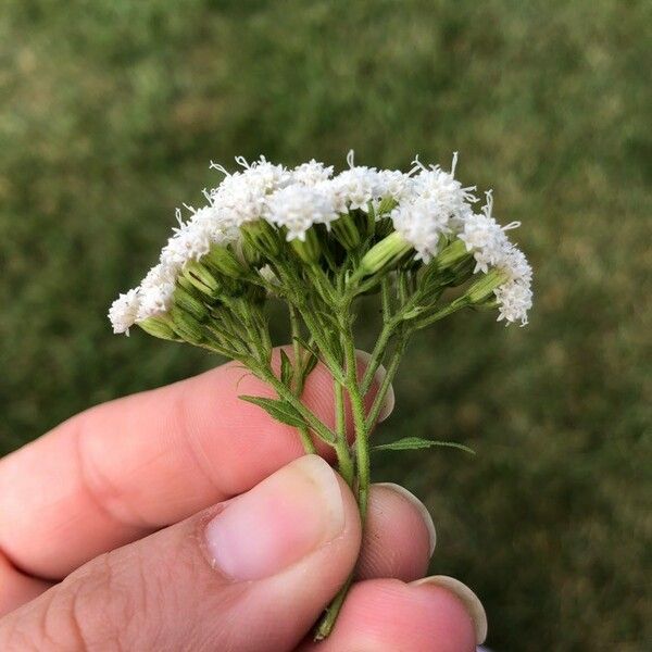 Stevia serrata Õis