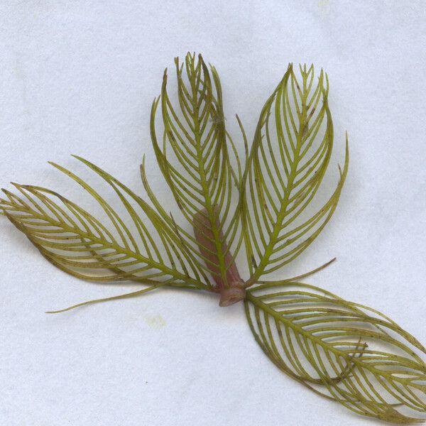 Myriophyllum spicatum Leaf