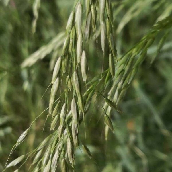 Bromus ramosus Õis