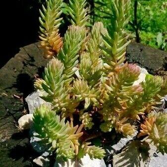 Sedum sexangulare برگ