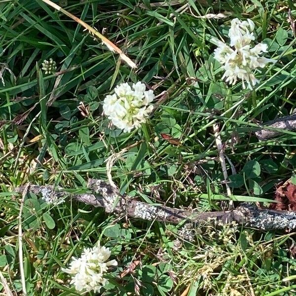 Trifolium repens 花