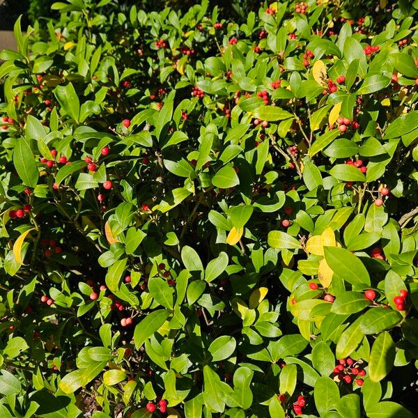 Skimmia japonica Habitat