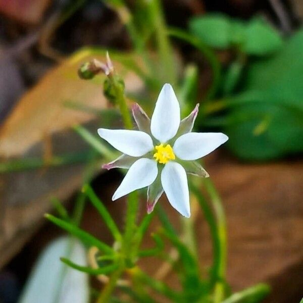 Spergula arvensis Flor