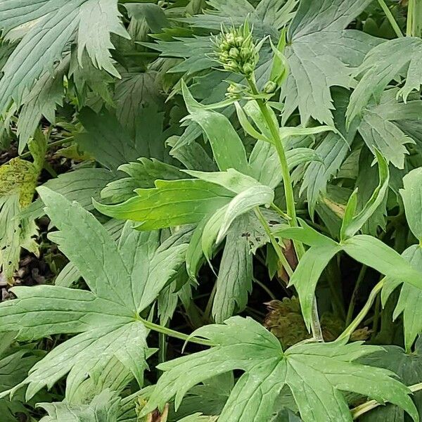 Delphinium elatum Leaf