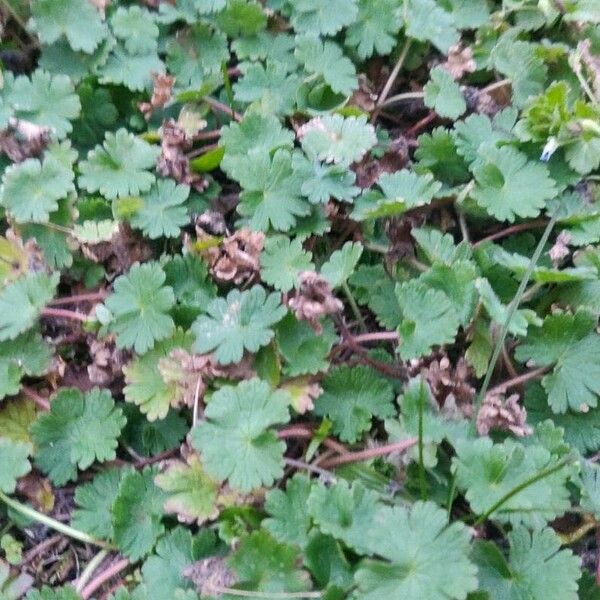 Geranium rotundifolium Folha