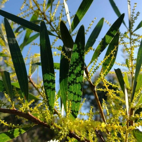 Acacia longifolia পাতা
