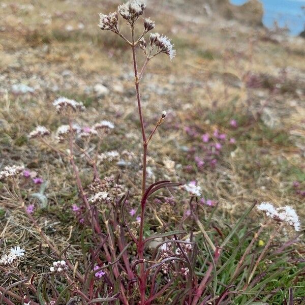 Gypsophila fastigiata Flower