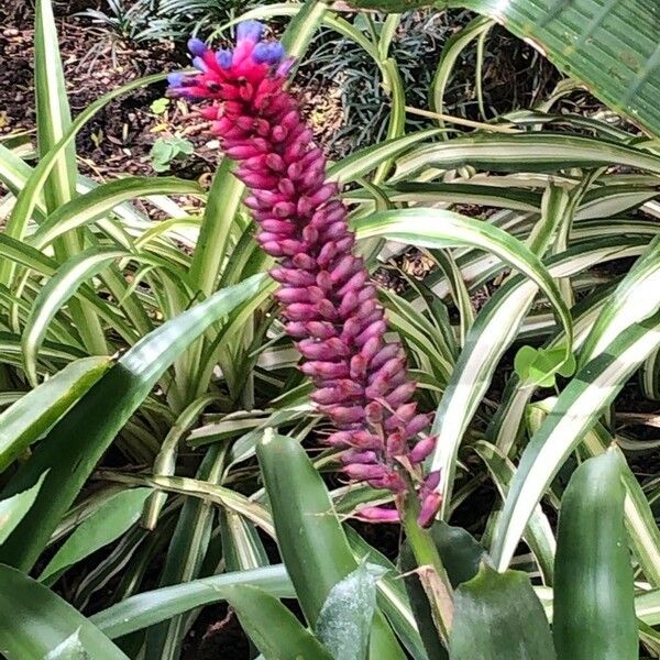 Aechmea gamosepala 花