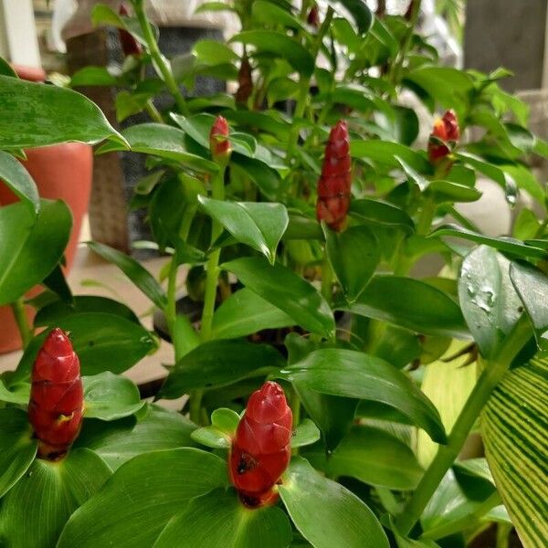 Costus woodsonii Flower