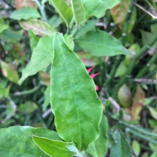 Pedilanthus tithymaloides Fuelha