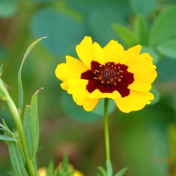 Coreopsis tinctoria अन्य