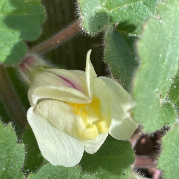 Asarina procumbens Blomst